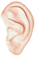 people&Ear png image.