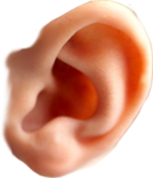 people & ear free transparent png image.