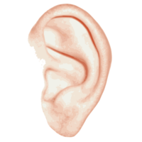 people & ear free transparent png image.