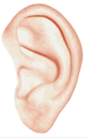 people & ear free transparent png image.