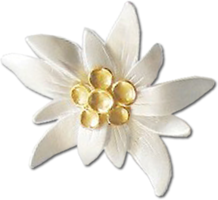 nature & edelweiss free transparent png image.