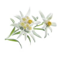 nature & edelweiss free transparent png image.