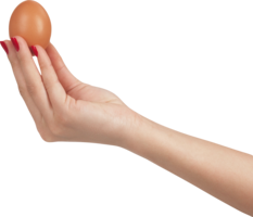 food & Eggs free transparent png image.