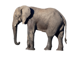 animals & Elephants free transparent png image.