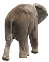 animals & elephants free transparent png image.