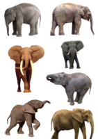 animals & elephants free transparent png image.