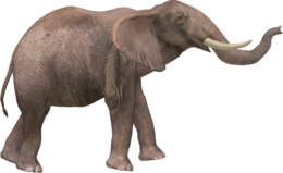 animals & elephants free transparent png image.