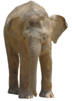 animals & elephants free transparent png image.