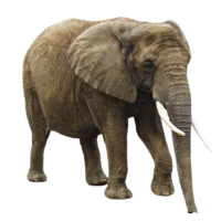 animals & elephants free transparent png image.