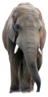 animals & Elephants free transparent png image.