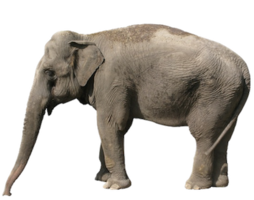 animals & elephants free transparent png image.