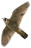 animals & Falcon free transparent png image.