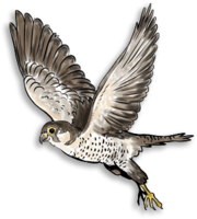 animals & falcon free transparent png image.