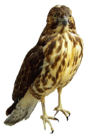 animals & falcon free transparent png image.