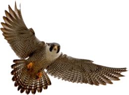 animals & falcon free transparent png image.