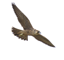 animals & Falcon free transparent png image.