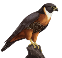 animals & falcon free transparent png image.