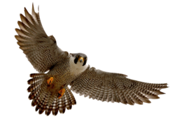 animals & falcon free transparent png image.