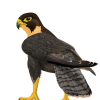 animals & falcon free transparent png image.