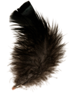 animals & Feather free transparent png image.