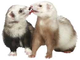 animals & ferret free transparent png image.