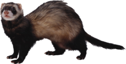 animals & Ferret free transparent png image.