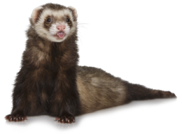 animals & Ferret free transparent png image.