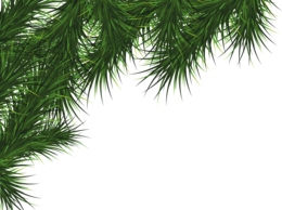 nature&Fir tree png image.