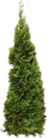 nature & fir tree free transparent png image.