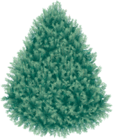 nature & fir tree free transparent png image.