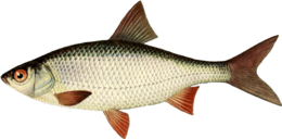 animals & fish free transparent png image.