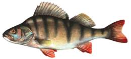 animals & fish free transparent png image.