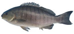 animals & fish free transparent png image.