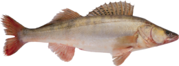 animals & fish free transparent png image.