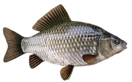 animals & fish free transparent png image.