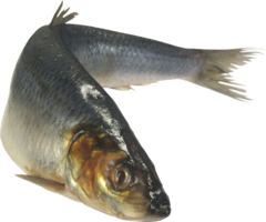 animals & fish free transparent png image.