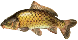 animals & fish free transparent png image.