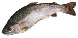 animals & fish free transparent png image.