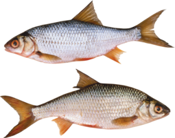 animals & fish free transparent png image.