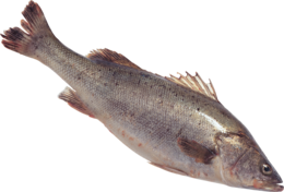 animals & fish free transparent png image.