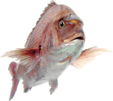 animals & fish free transparent png image.