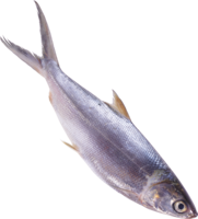 animals & fish free transparent png image.