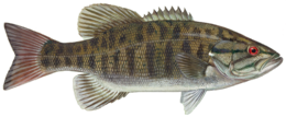 animals & Fish free transparent png image.