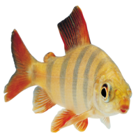 animals & fish free transparent png image.