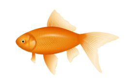 animals & Fish free transparent png image.