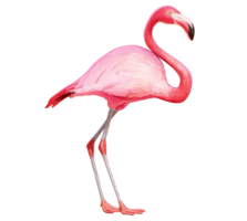 animals & flamingo free transparent png image.