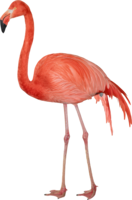 animals & flamingo free transparent png image.