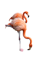 animals & Flamingo free transparent png image.