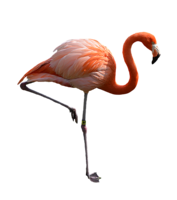 animals & Flamingo free transparent png image.