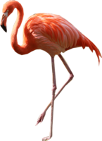 animals & flamingo free transparent png image.